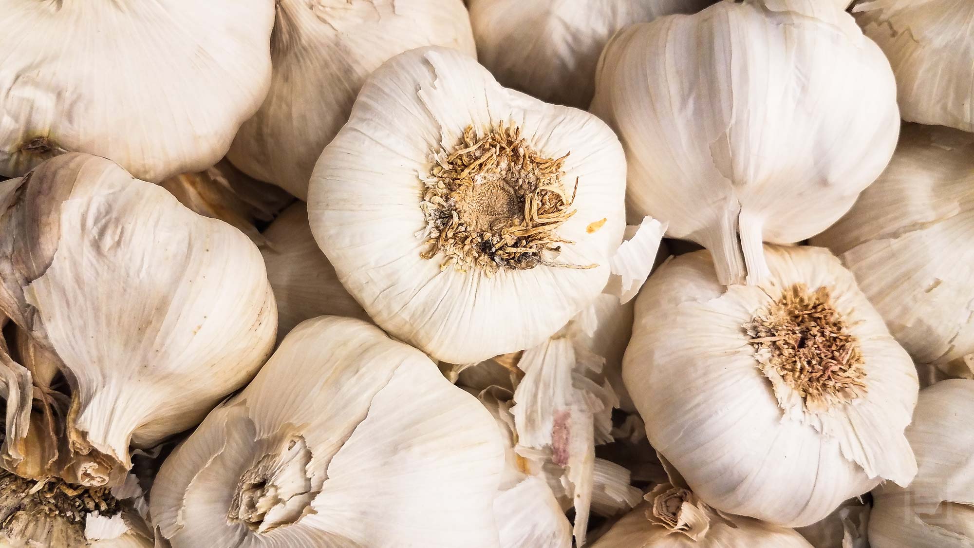 Read more about the article Garlic: The Super Bulb